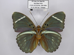 Euphaedra albofasciata