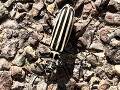 Epicauta atrivittata