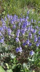 Veronica capsellicarpa