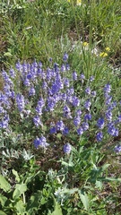 Veronica capsellicarpa