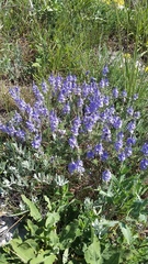 Veronica capsellicarpa