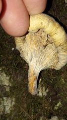 Austropaxillus