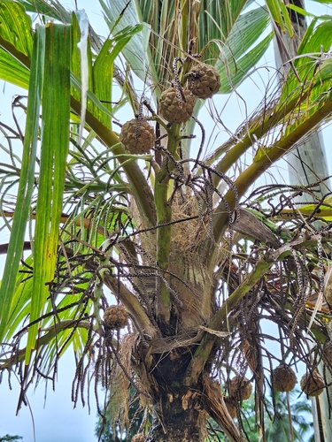 Marquesas palm (Pelagodoxa mesocarpa)