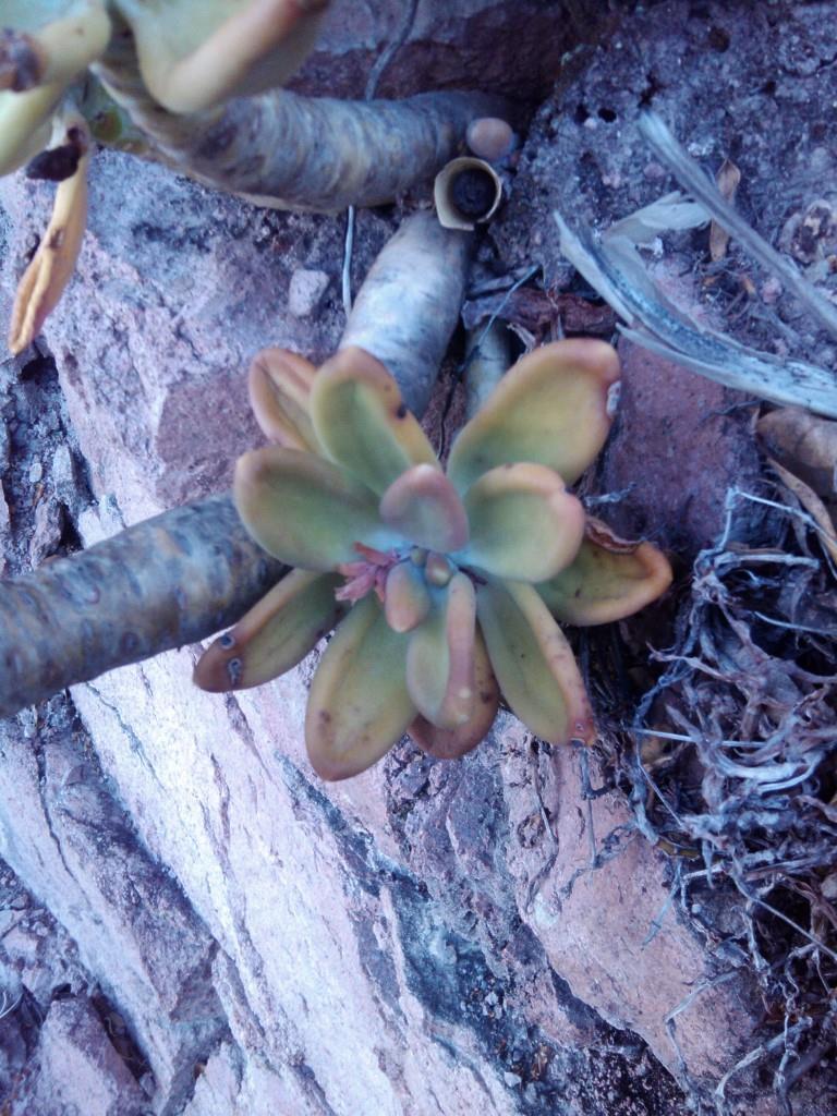 Imagem de Pachyphytum