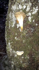 Austropaxillus
