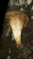 Austropaxillus