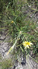 Pseudopodospermum molle