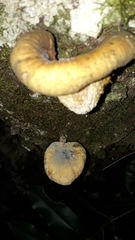 Austropaxillus