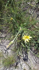 Pseudopodospermum molle