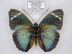 Euphaedra albofasciata