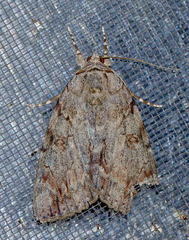 Catocala agrippina