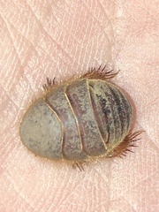 Eremoblatta subdiaphana