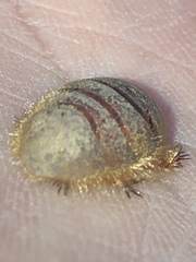 Eremoblatta subdiaphana