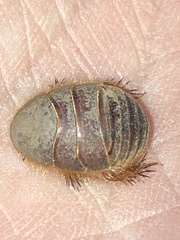 Eremoblatta subdiaphana