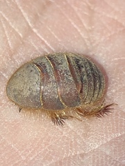 Eremoblatta subdiaphana