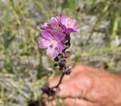 Sidalcea pedata