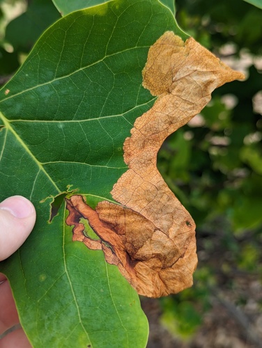 Yellow Poplar Weevil photo 5