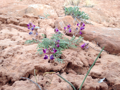 Astragalus desperatus