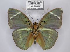 Euphaedra albofasciata