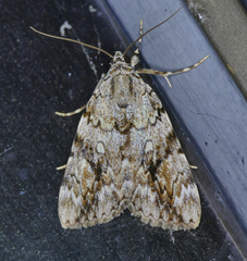 Catocala amica