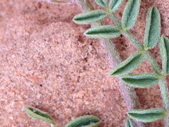 Astragalus desperatus