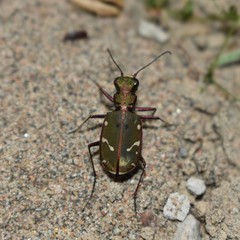 Cicindela turkestanica