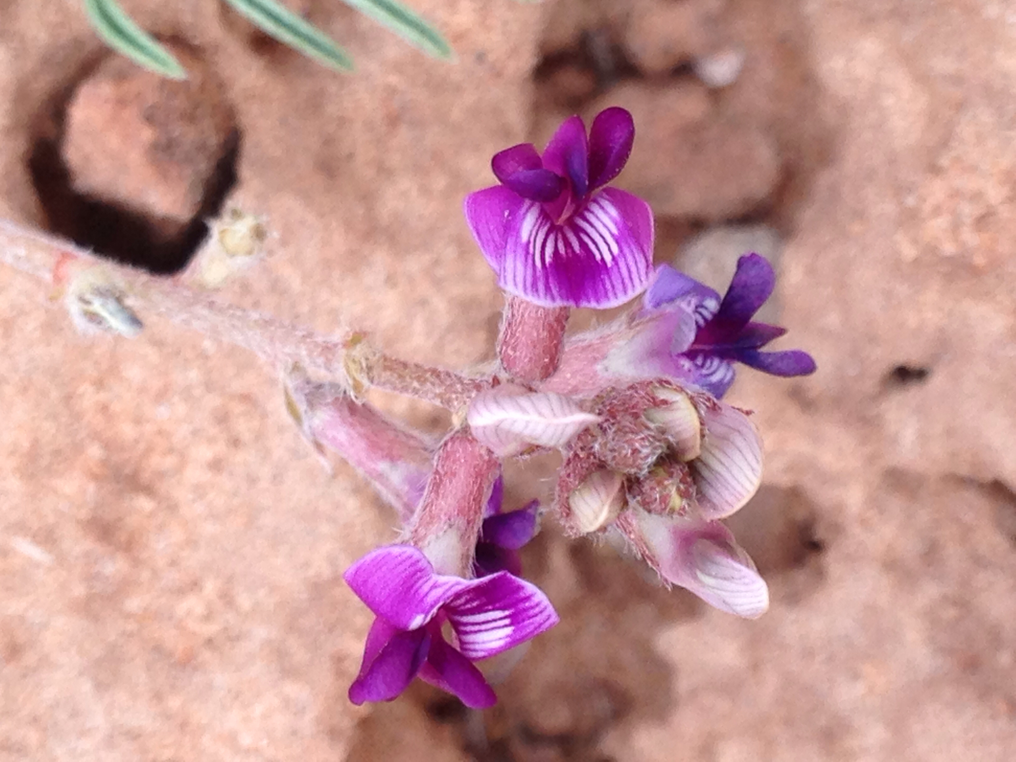 Astragalus desperatus