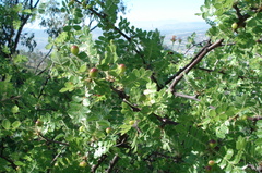 Bursera glabrifolia