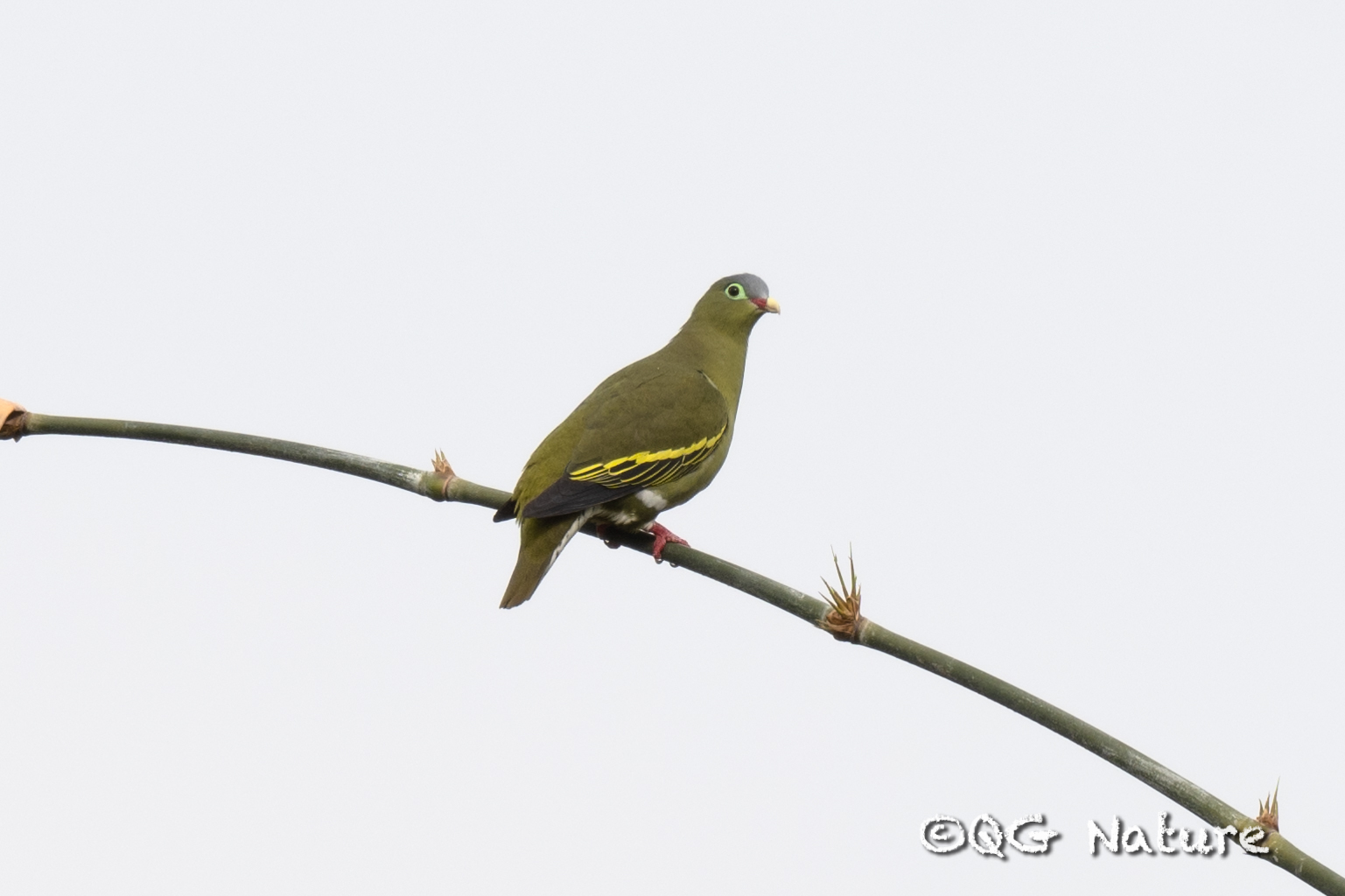 Thick-billed Green Pigeon