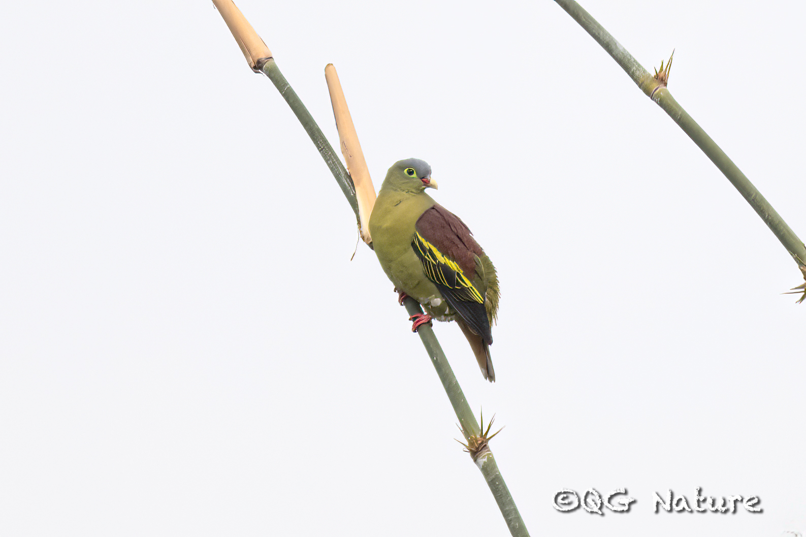 Thick-billed Green Pigeon