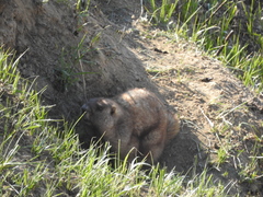 Marmota kastschenkoi