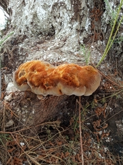 Inocutis tamaricis