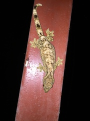 Thecadactylus solimoensis