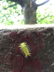 Parasa shirakii