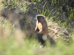 Marmota kastschenkoi