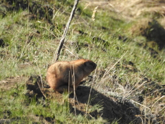 Marmota kastschenkoi