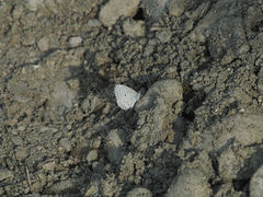 Celastrina lavendularis himilcon