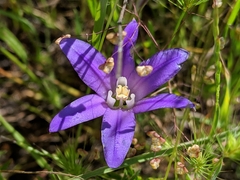 Brodiaea terrestris terrestris