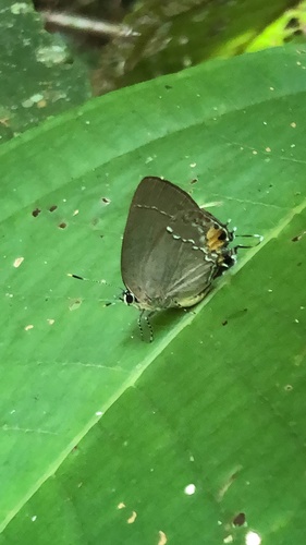 Ostrinotes purpuriticus