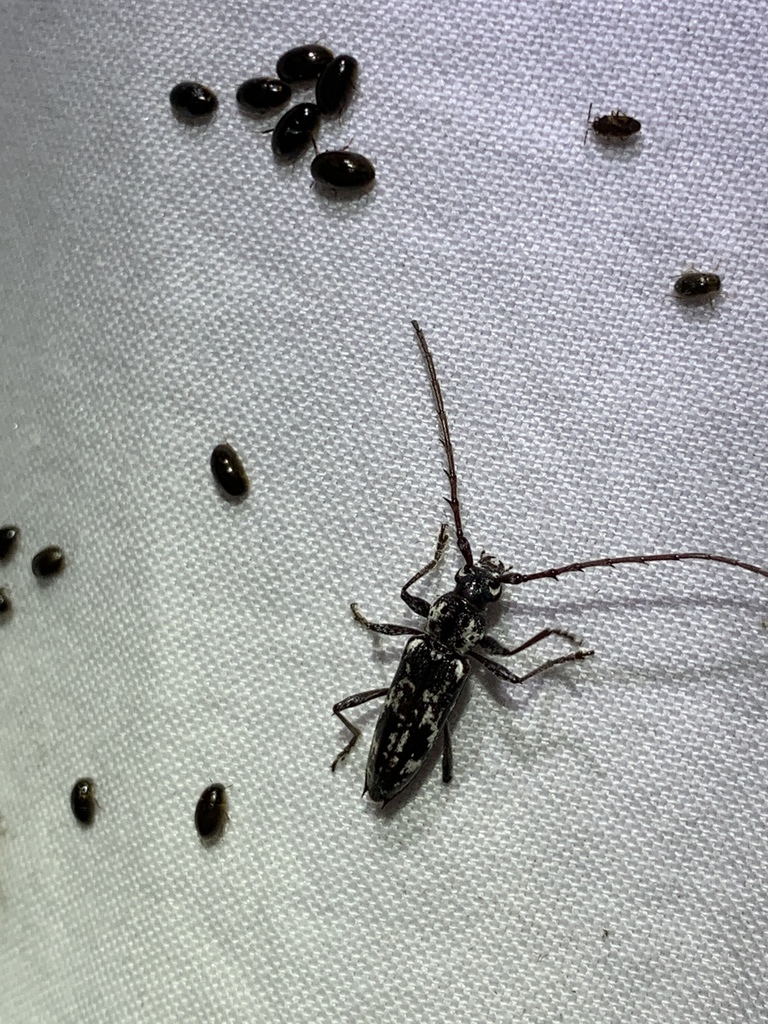 Elaphidion cryptum