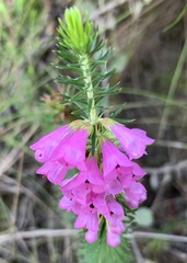 Erica abietina constantiana