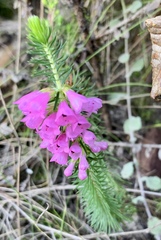 Erica abietina constantiana