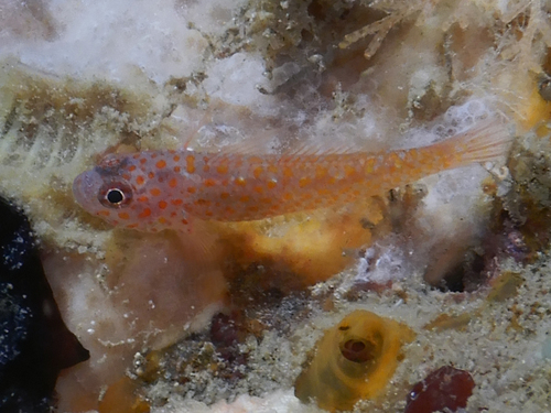 Trimma flammeum
