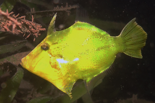 Paramonacanthus frenatus