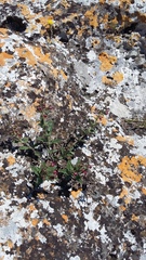 Scrophularia rupestris