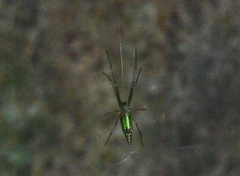 Leucauge undulata