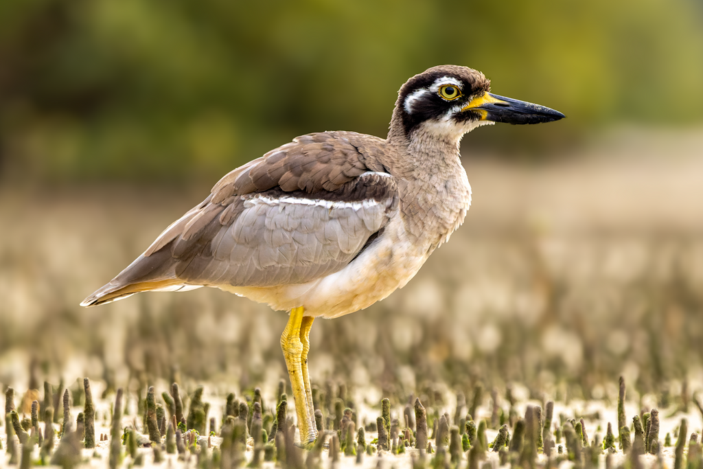 Beach Stone-Curlew