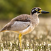 Beach Stone-Curlew - Photo (c) Joel Poyitt, some rights reserved (CC BY-NC), uploaded by Joel Poyitt