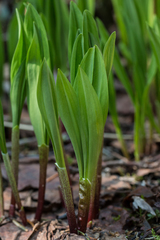Allium microdictyon