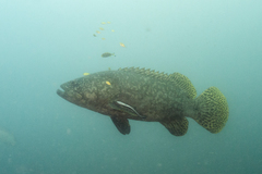Epinephelus lanceolatus